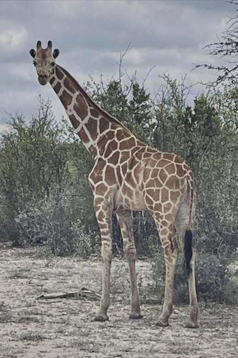 The Texas Longneck: Why a Wandering Giraffe Highlights a Policy Paradox