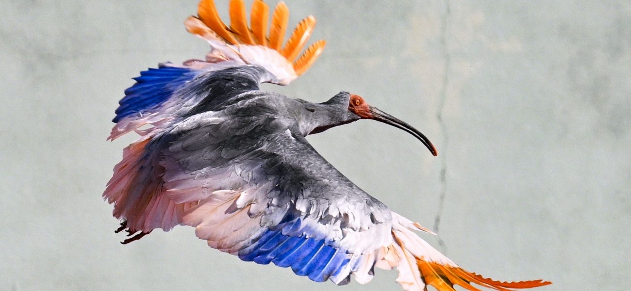 Japan’s Ghost Birds Soar Again: A Calculated Gambit Against Extinction’s Grip Japan’s Ghost Birds Soar Again: A Calculated Gambit Against Extinction’s Grip