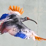 Japan’s Ghost Birds Soar Again: A Calculated Gambit Against Extinction’s Grip Japan’s Ghost Birds Soar Again: A Calculated Gambit Against Extinction’s Grip