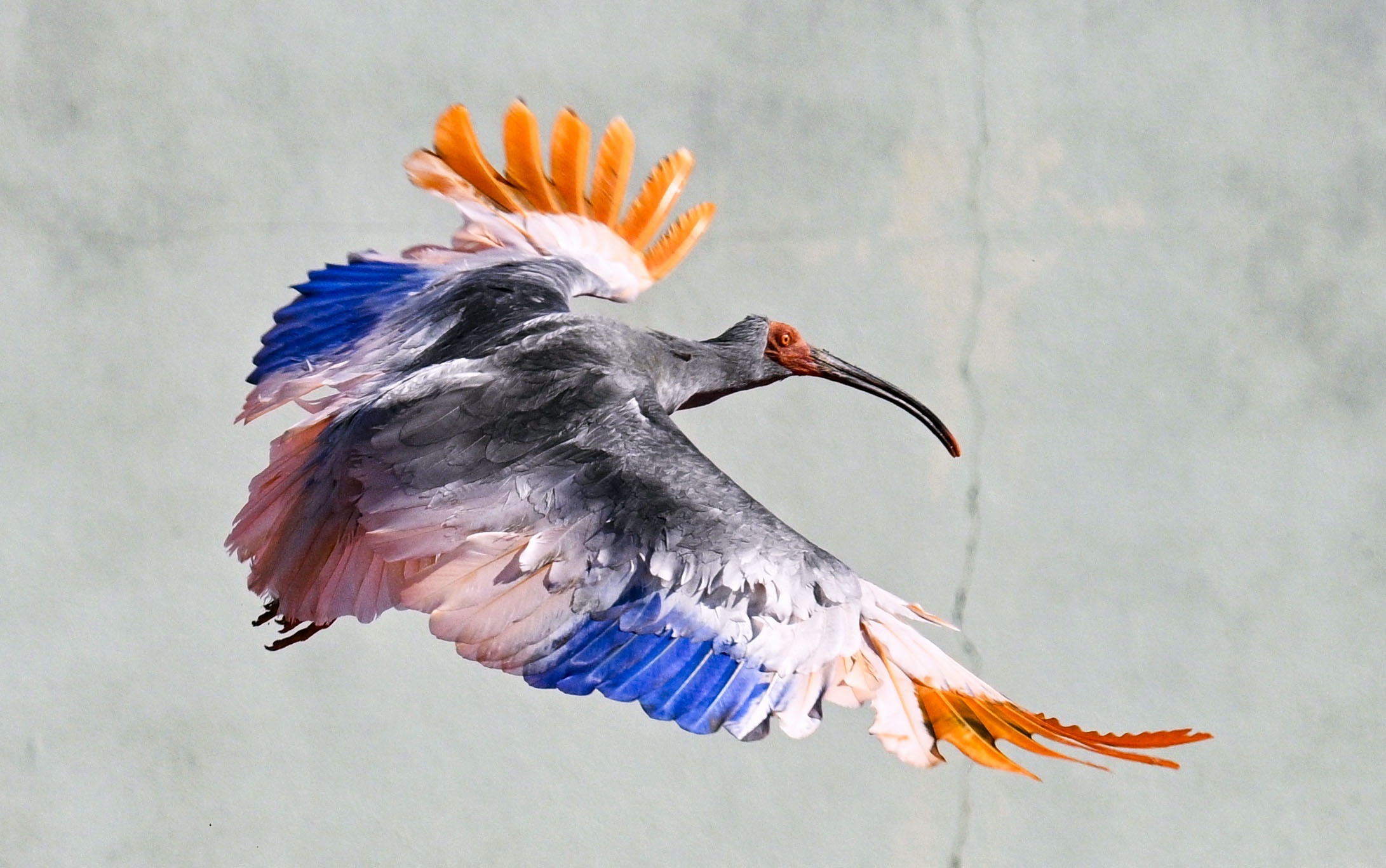 Japan’s Ghost Birds Soar Again: A Calculated Gambit Against Extinction’s Grip