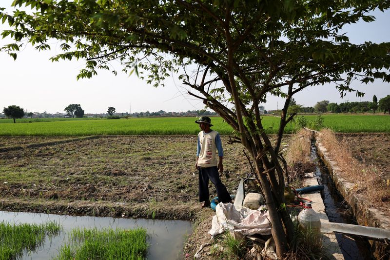 Asia Races Against Time: Indonesia’s Gambit to Beat El Nino’s Famine Shadow Asia Races Against Time: Indonesia’s Gambit to Beat El Nino’s Famine Shadow