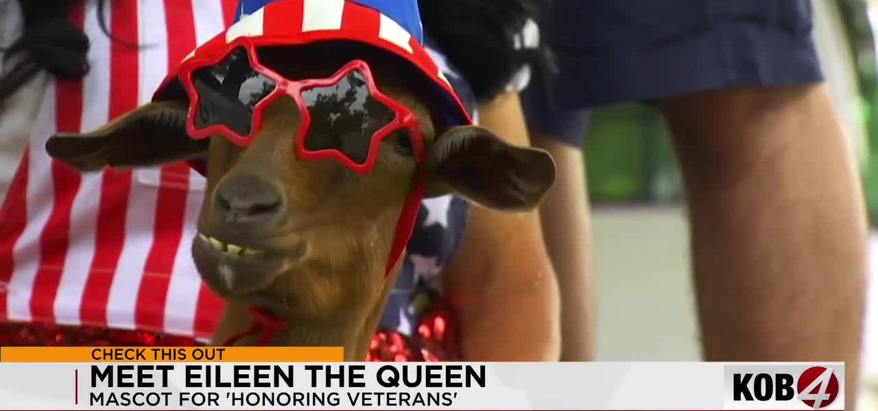 Albuquerque’s Quirky Cavalry: How a Goat with Star Glasses Rides Shotgun in the Battle for Veteran Family Solace Albuquerque’s Quirky Cavalry: How a Goat with Star Glasses Rides Shotgun in the Battle for Veteran Family Solace