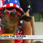 Albuquerque’s Quirky Cavalry: How a Goat with Star Glasses Rides Shotgun in the Battle for Veteran Family Solace Albuquerque’s Quirky Cavalry: How a Goat with Star Glasses Rides Shotgun in the Battle for Veteran Family Solace