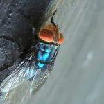 Flesh-Eating Threat Returns: US Beef at Risk as Screwworm Fly Strains Borders and Billions Flesh-Eating Threat Returns: US Beef at Risk as Screwworm Fly Strains Borders and Billions