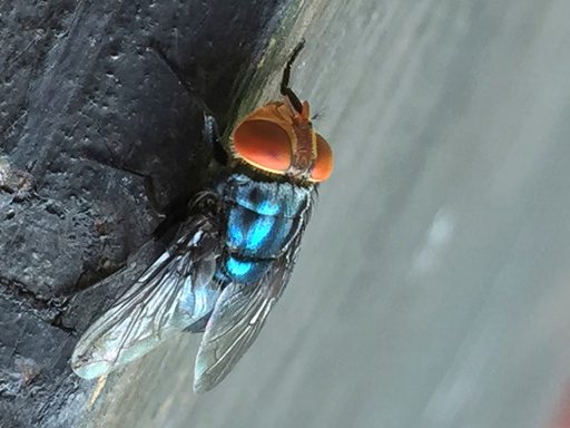 The Flesh-Eating Fly is Back: Texas Ranchers Face a Ghastly, Multi-Billion Dollar Throwback The Flesh-Eating Fly is Back: Texas Ranchers Face a Ghastly, Multi-Billion Dollar Throwback