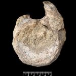 Antarctica’s Lost Titan: Decades-Long Bureaucratic Blunder Reveals Dinosaur History Antarctica’s Lost Titan: Decades-Long Bureaucratic Blunder Reveals Dinosaur History