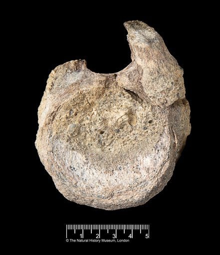 Antarctica’s Lost Titan: Decades-Long Bureaucratic Blunder Reveals Dinosaur History Antarctica’s Lost Titan: Decades-Long Bureaucratic Blunder Reveals Dinosaur History