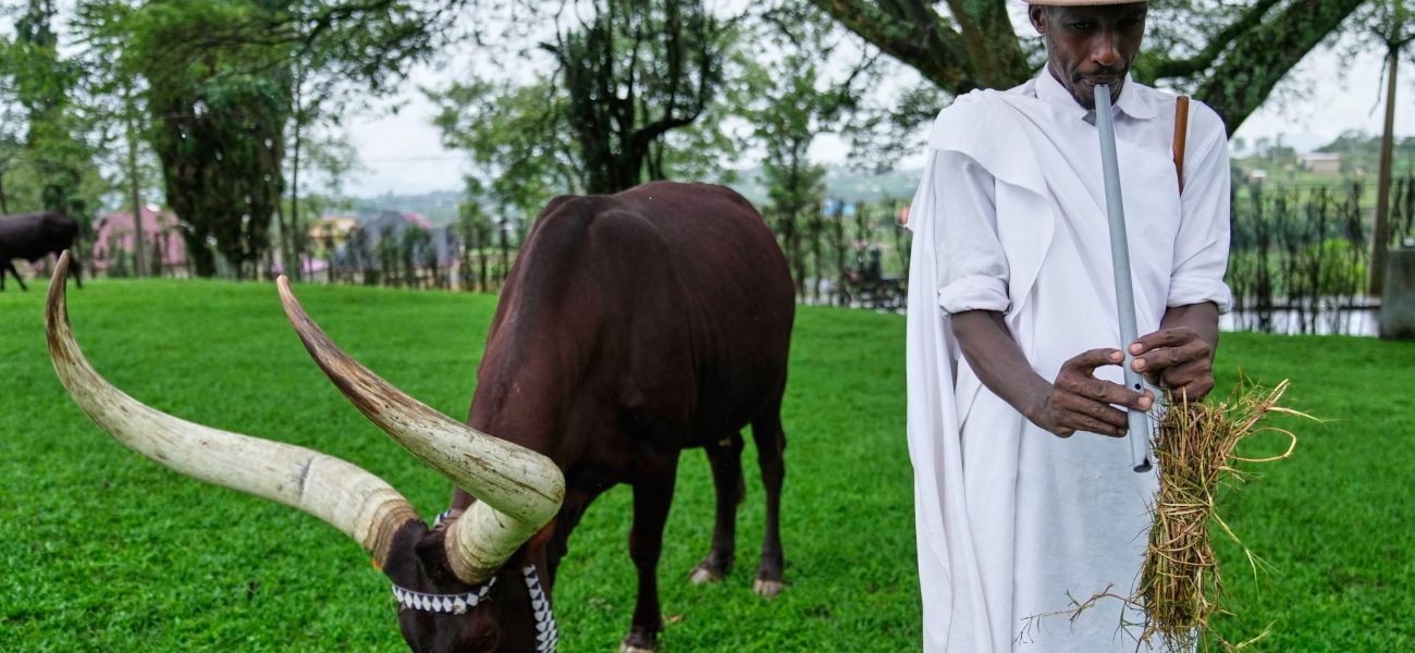 Rwandan Whispers: A Royal Herd’s Poetic Embrace and the Shifting Tides of Tradition