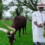 Rwandan Whispers: A Royal Herd’s Poetic Embrace and the Shifting Tides of Tradition Rwandan Whispers: A Royal Herd’s Poetic Embrace and the Shifting Tides of Tradition