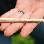 Ancient Timber Whispers: El Niño’s Iron Grip on Atlantic Storms Revealed Ancient Timber Whispers: El Niño’s Iron Grip on Atlantic Storms Revealed