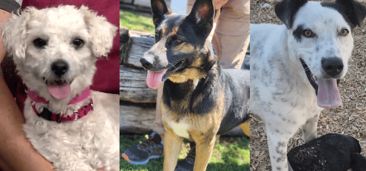 Furry Forecasters: Abandoned Pets as Economic Barometers in New Mexico