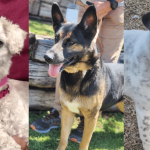 Furry Forecasters: Abandoned Pets as Economic Barometers in New Mexico Furry Forecasters: Abandoned Pets as Economic Barometers in New Mexico