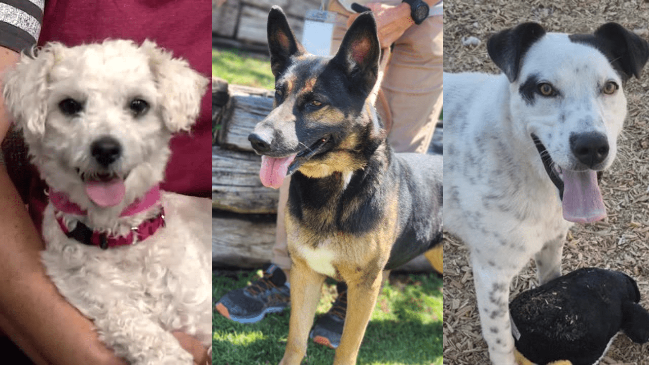 Furry Forecasters: Abandoned Pets as Economic Barometers in New Mexico