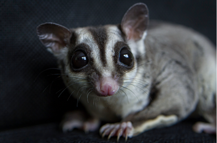 From Artificial Nests to Hard Truths: When Conservation Becomes a Tearful Triage From Artificial Nests to Hard Truths: When Conservation Becomes a Tearful Triage