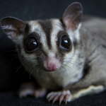 Tree Gliders, Artificial Nests: The High Cost of Convenient Conservation