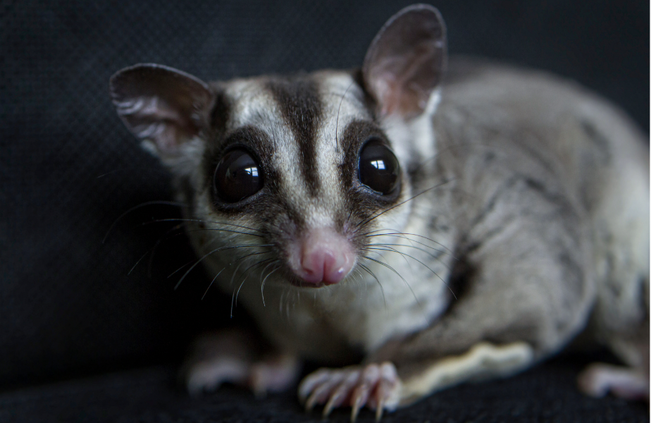 Tree Gliders, Artificial Nests: The High Cost of Convenient Conservation