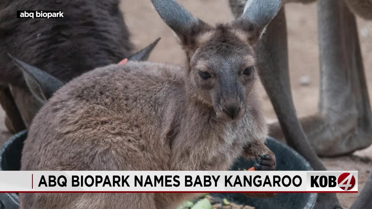Albuquerque’s Marsupial Diplomacy: A Joey, Public Dollars, and Global Spectacles Albuquerque’s Marsupial Diplomacy: A Joey, Public Dollars, and Global Spectacles