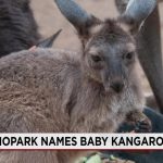 Zoo Diplomacy: The Subtler Implications of a Joey’s Name in Albuquerque Zoo Diplomacy: The Subtler Implications of a Joey’s Name in Albuquerque