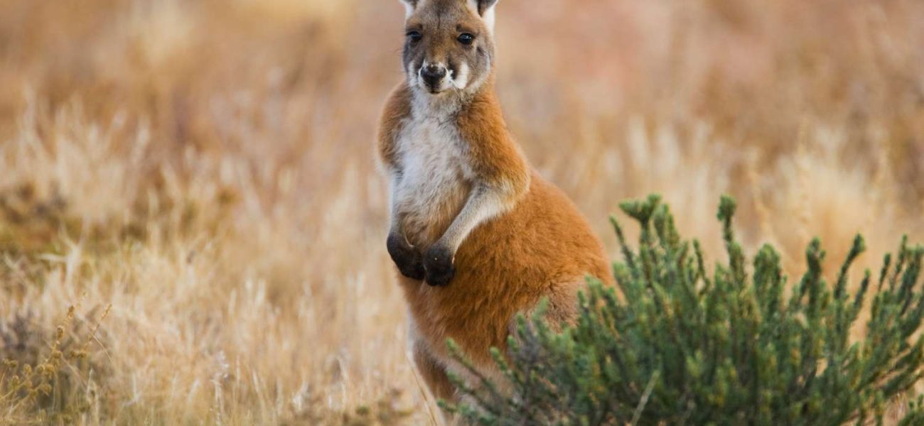 Montreal’s Hopping Hypocrisy: Rogue Marsupial Exposes Shadowy Exotic Pet Trade Montreal’s Hopping Hypocrisy: Rogue Marsupial Exposes Shadowy Exotic Pet Trade