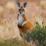 Montreal’s Hopping Hypocrisy: Rogue Marsupial Exposes Shadowy Exotic Pet Trade Montreal’s Hopping Hypocrisy: Rogue Marsupial Exposes Shadowy Exotic Pet Trade