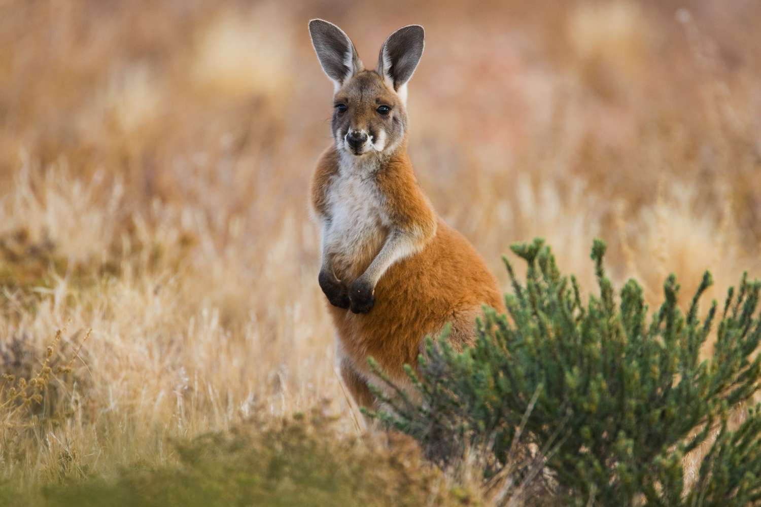 Montreal’s Hopping Hypocrisy: Rogue Marsupial Exposes Shadowy Exotic Pet Trade