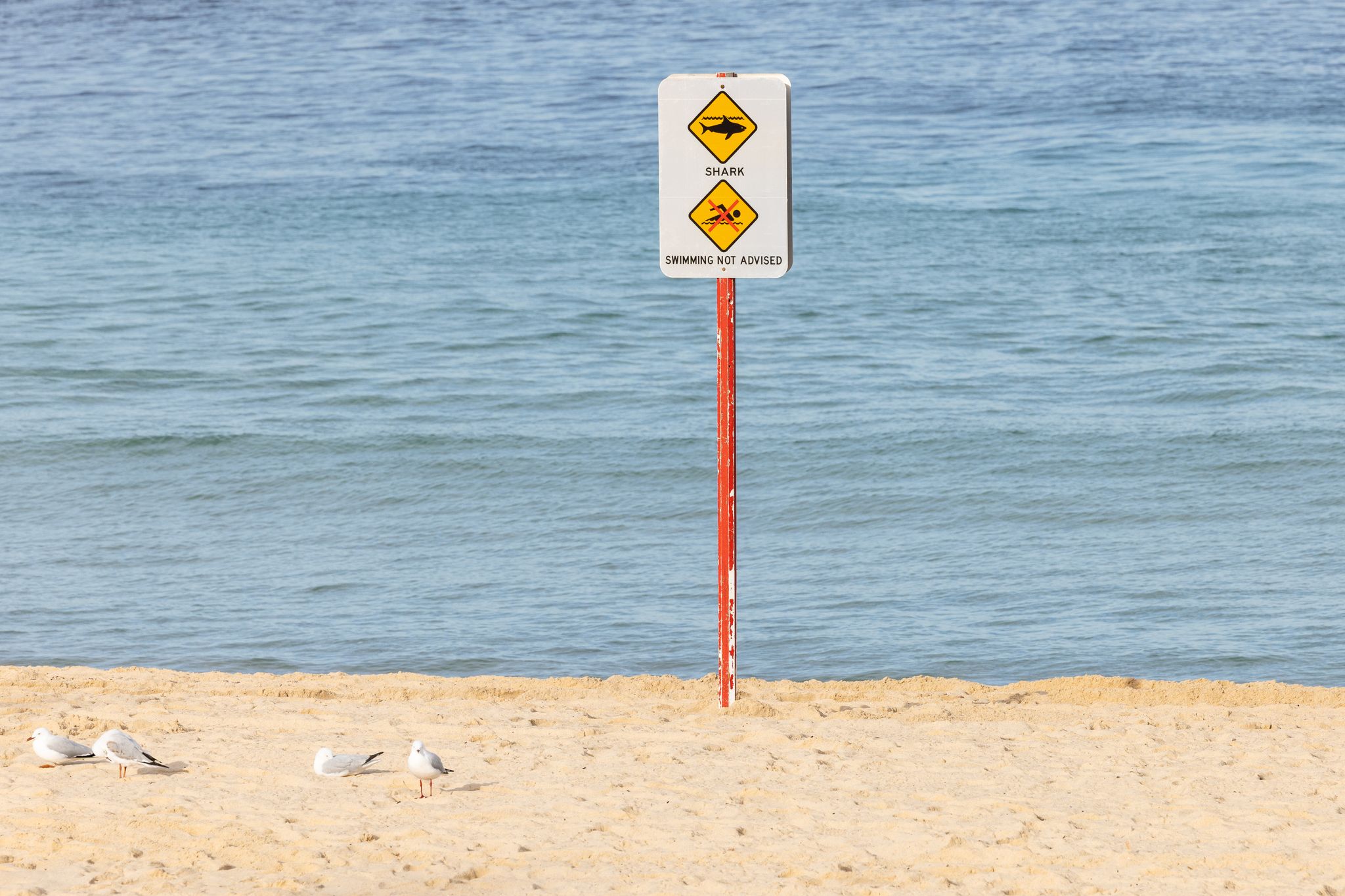 Sydney’s Sapphire Shores Struck Silent: Tourism Economy Fights Ominous Undertow Sydney’s Sapphire Shores Struck Silent: Tourism Economy Fights Ominous Undertow