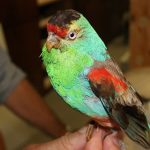 Silent Skies Down Under: Australia’s Most Dazzling Bird — Vanished Silent Skies Down Under: Australia’s Most Dazzling Bird — Vanished