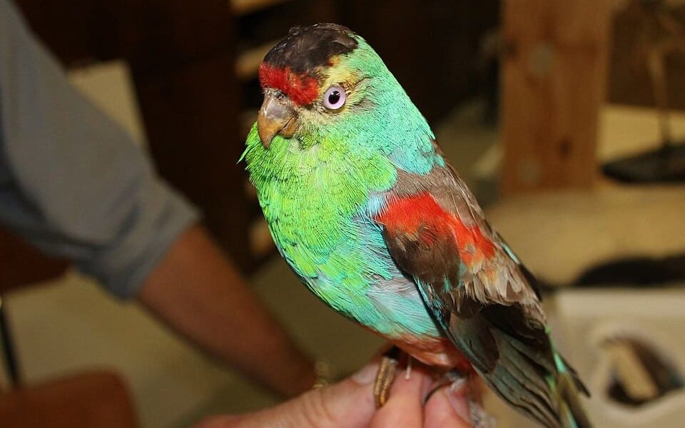 Silent Skies Down Under: Australia’s Most Dazzling Bird — Vanished Silent Skies Down Under: Australia’s Most Dazzling Bird — Vanished