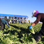 Lettuce Supplier Linked to Nationwide Cyclosporiasis Outbreak Lettuce Supplier Linked to Nationwide Cyclosporiasis Outbreak