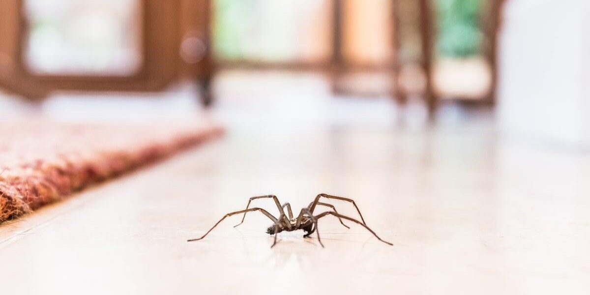 Entomologist Explains the Ecological Importance of Spiders in Homes Entomologist Explains the Ecological Importance of Spiders in Homes