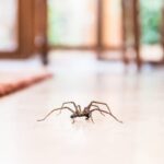 Entomologist Explains the Ecological Importance of Spiders in Homes