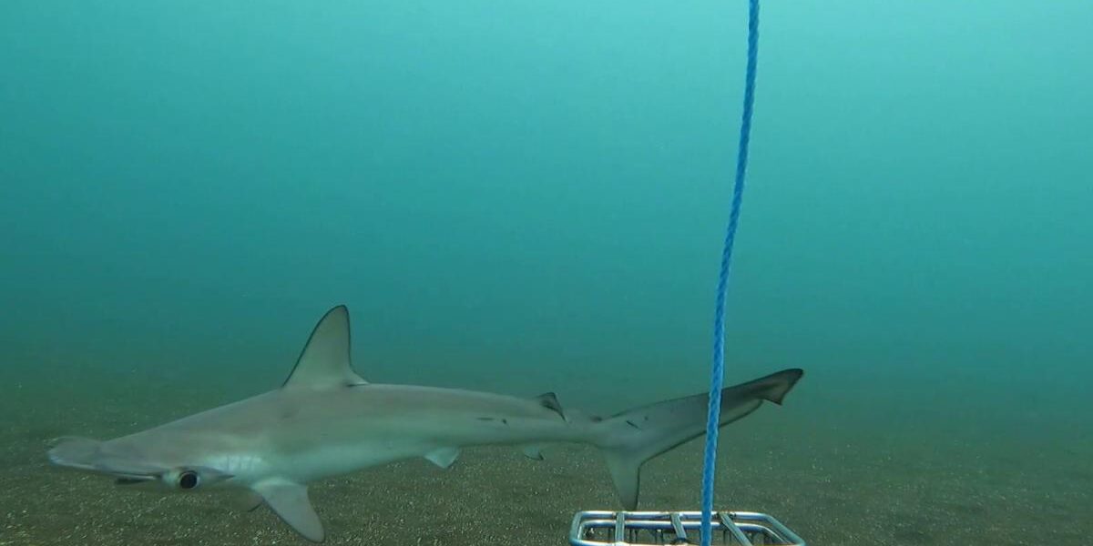 Rare Shark Species Reappears Near Galapagos Islands After Two Decades Rare Shark Species Reappears Near Galapagos Islands After Two Decades