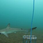 Rare Shark Species Reappears Near Galapagos Islands After Two Decades Rare Shark Species Reappears Near Galapagos Islands After Two Decades