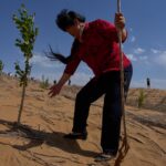 Beijing’s Arboreal Ambition: ‘Green Wall’ Reimagines an Old Battle Against Nature Beijing’s Arboreal Ambition: ‘Green Wall’ Reimagines an Old Battle Against Nature