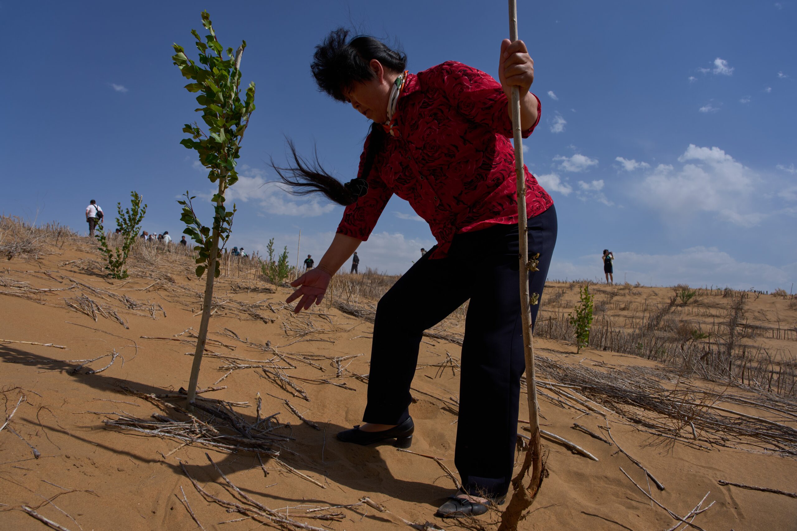 Beijing’s Arboreal Ambition: ‘Green Wall’ Reimagines an Old Battle Against Nature