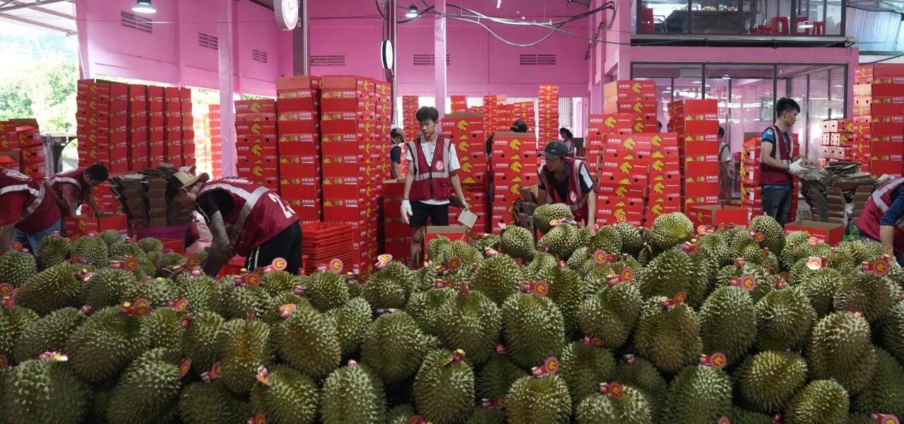 China’s Durian Imports from Thailand and Malaysia Surge Amid Market Glut China’s Durian Imports from Thailand and Malaysia Surge Amid Market Glut