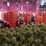 China’s Durian Imports from Thailand and Malaysia Surge Amid Market Glut