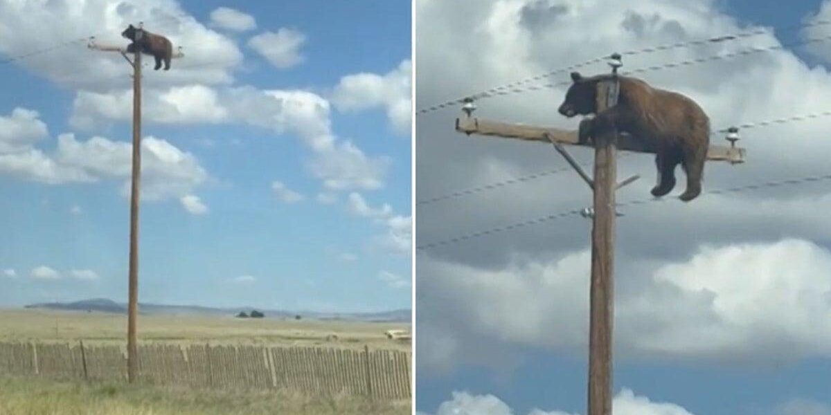 Bear Electrocuted After Climbing 35ft Power Pole in New Mexico
