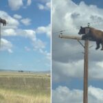 Bear Electrocuted After Climbing 35ft Power Pole in New Mexico Bear Electrocuted After Climbing 35ft Power Pole in New Mexico