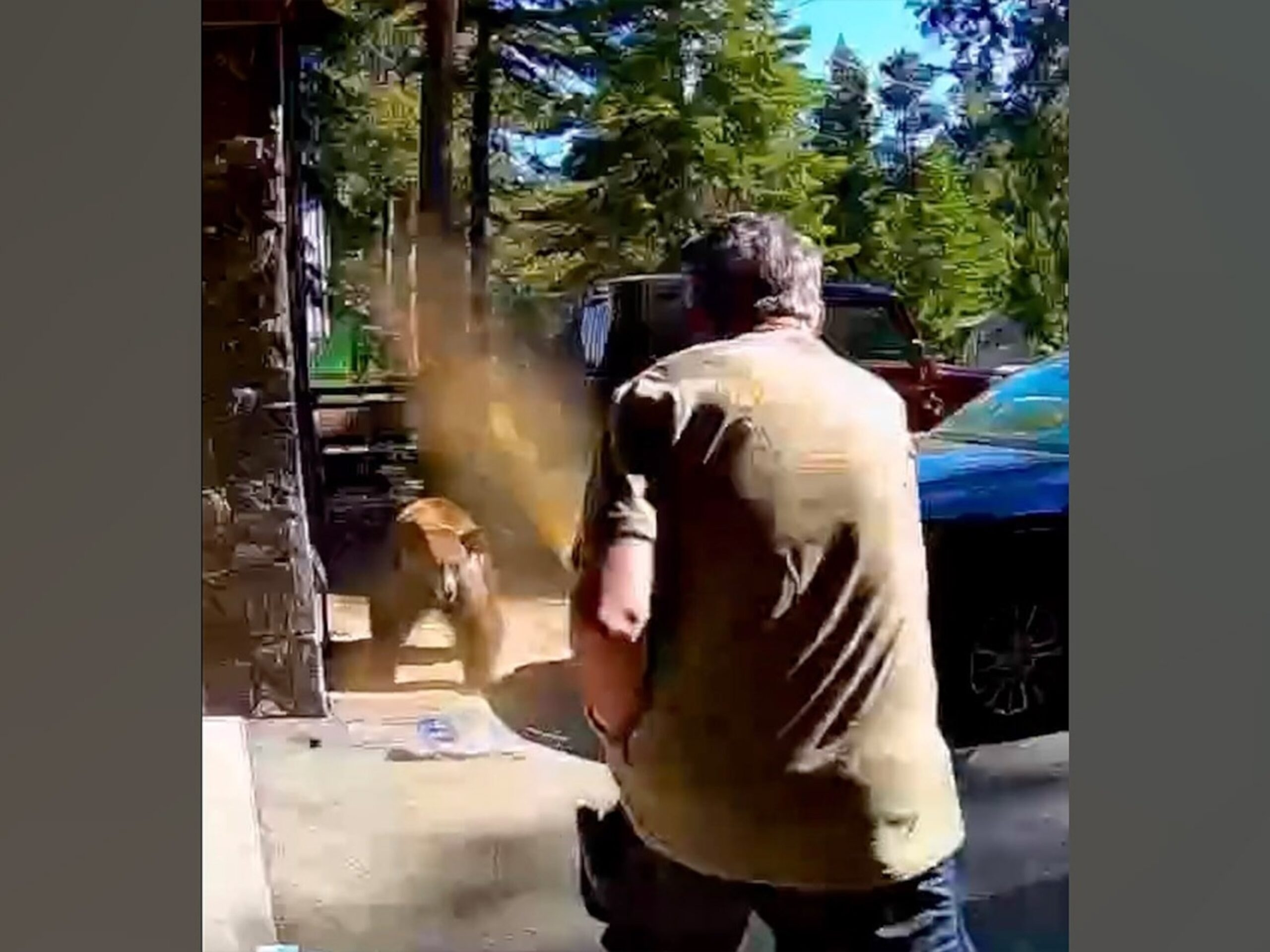 Tahoe’s Wild Warning: Bear Incident Spotlights Global Human-Nature Policy Brink