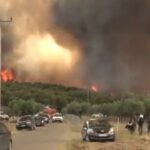Europe Burns, Forests Fall: A Continental Climate Reckoning Ignites Policy Alarms