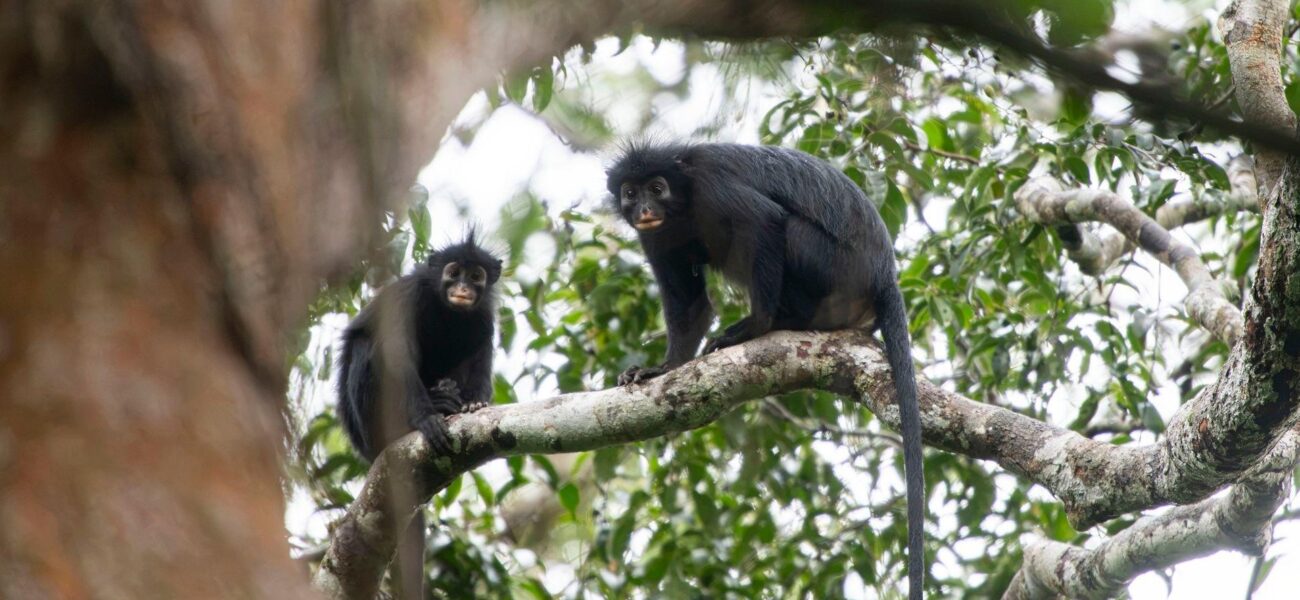 Silent Forests, Stark Discoveries: DRC’s Newest Primate and Humanity’s Shrinking View Silent Forests, Stark Discoveries: DRC’s Newest Primate and Humanity’s Shrinking View