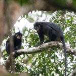 Silent Forests, Stark Discoveries: DRC’s Newest Primate and Humanity’s Shrinking View Silent Forests, Stark Discoveries: DRC’s Newest Primate and Humanity’s Shrinking View