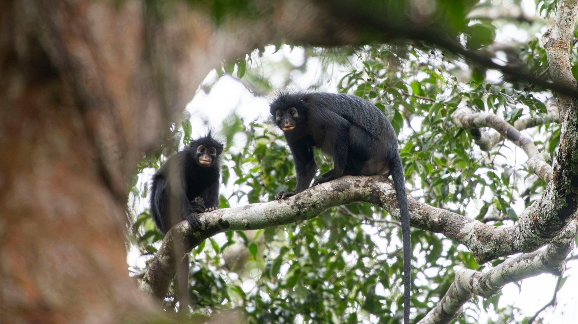 Silent Forests, Stark Discoveries: DRC’s Newest Primate and Humanity’s Shrinking View