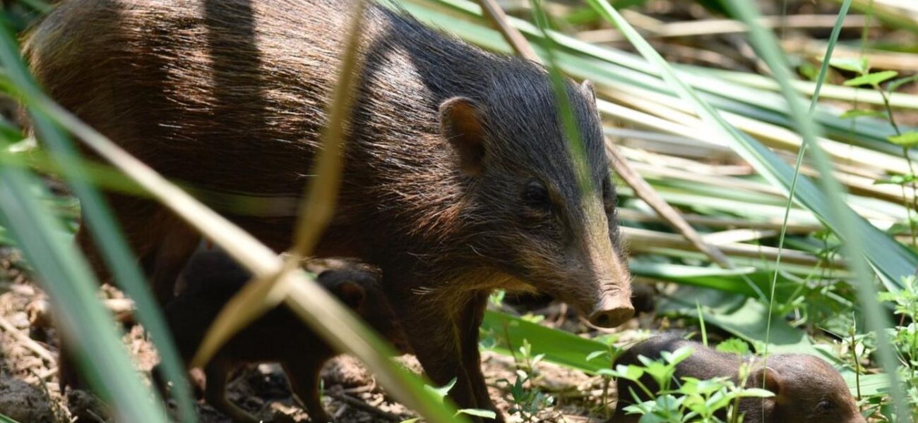 India’s Tiny Hogs: Big Policy, Global Impact India’s Tiny Hogs: Big Policy, Global Impact