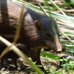 India’s Tiny Hogs: Big Policy, Global Impact