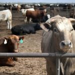 USDA Beef Exports: Real Surge or Data Glitch?