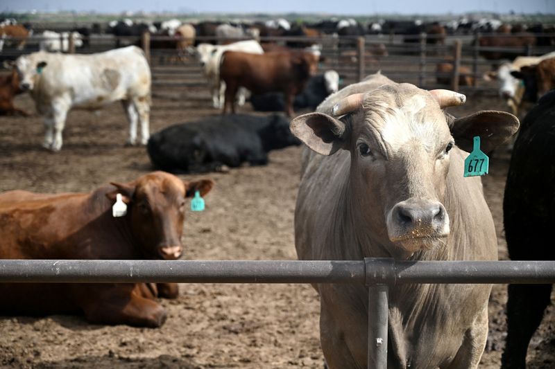 USDA Beef Exports: Real Surge or Data Glitch? USDA Beef Exports: Real Surge or Data Glitch?