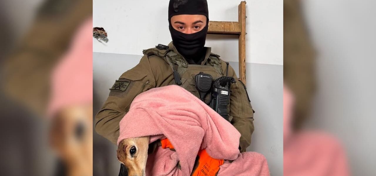 Velvet Noses in the Crucible: A West Bank Raid, Two Fawns, and Unflinching Reality