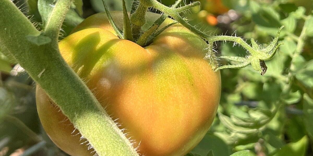 Mistimed Harvests: Seven Garden Vegetables Often Picked Too Early or Too Late Mistimed Harvests: Seven Garden Vegetables Often Picked Too Early or Too Late